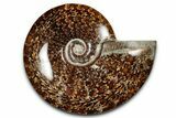 Polished Cretaceous Ammonite (Cleoniceras) Fossil - Madagascar #339091-1